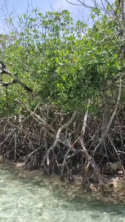 Raíces de mangle sobre el agua clara y poco profunda en un islote de manglar de Boca Chica
