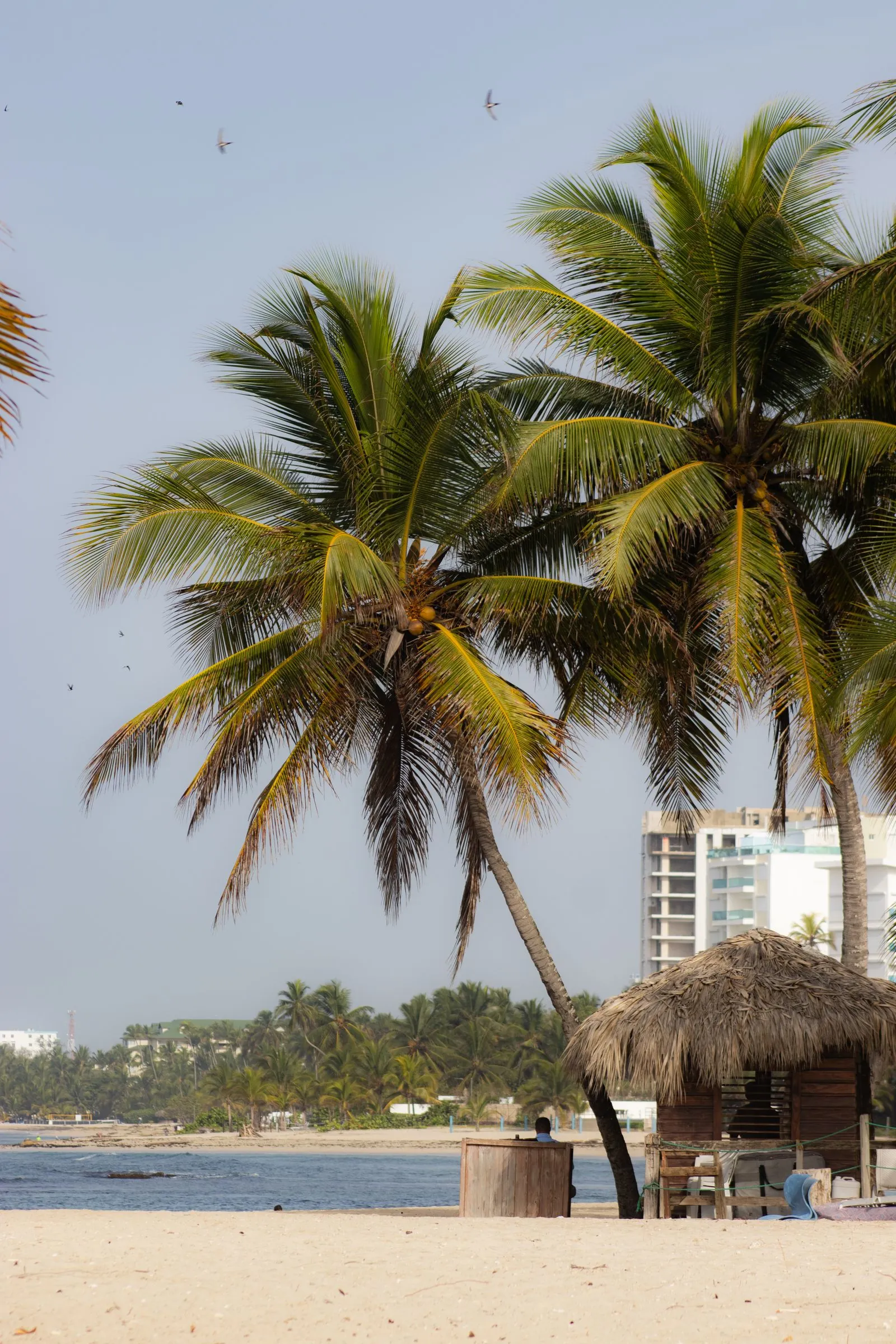 Palmeras y un ranchito de cana en la playa de Juan Dolio, con una torre de apartamentos al fondo